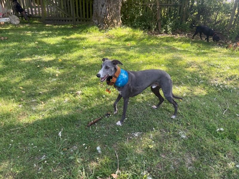 A greyhound in a blue bandana