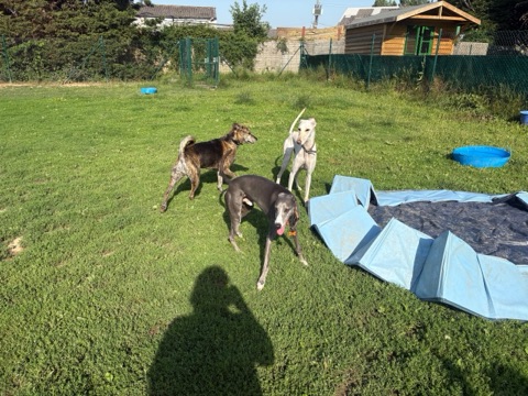 Three dogs playing together on the grass