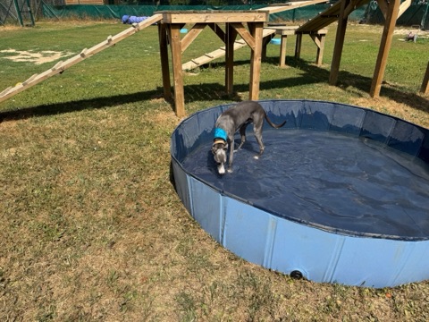 A greyhound cooling off in the paddling pool
