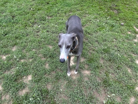 A greyhound waiting to be reviewed